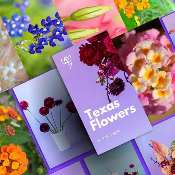 texas-flowers.jpg