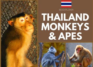 Thailand Monkeys