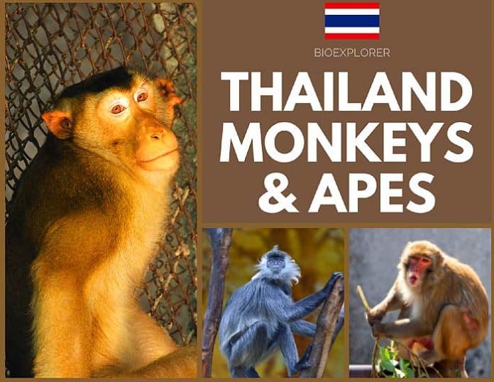 Thailand Monkeys & Apes Monkey Species in Thailand