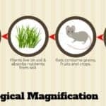 biological magnification