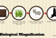 biological magnification