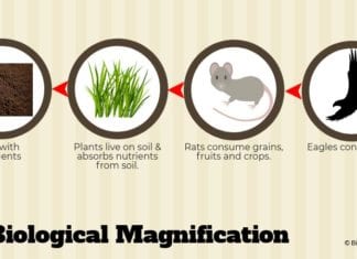 biological magnification