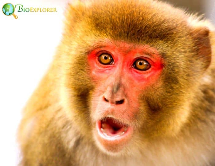 What are the most common monkey?