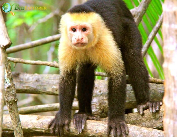 What is the most friendliest monkey? What is the most friendliest monkey?