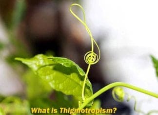 thigmotropism