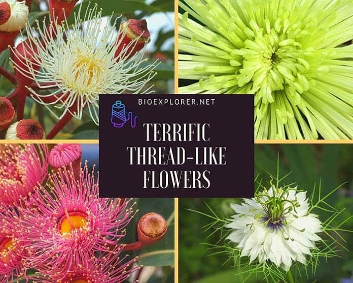 30+ Thread-Like Flowers | Flowers That Resemble Threads | BioExplorer