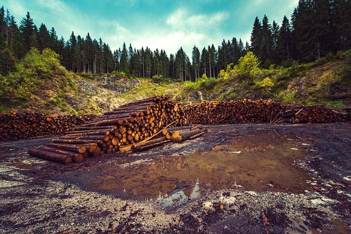 Threats to Biodiversity | 6 Major Loss of Biodiversity | BioExplorer