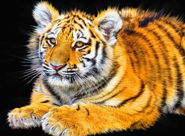 Tiger Cub Tiger Cub