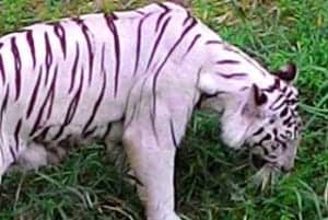 What Do Tigers Eat? | Explore Tiger Diets, Hunting & Eating Habits
