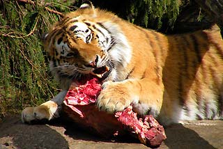 tiger eating meat tiger eating meat