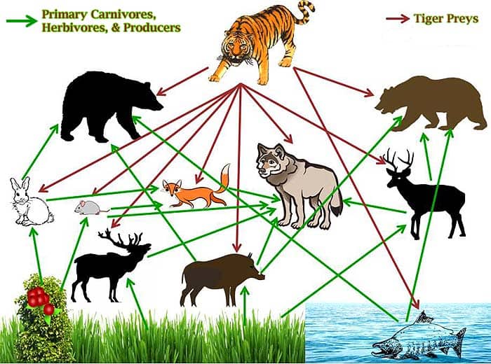 asian forest food web tiger