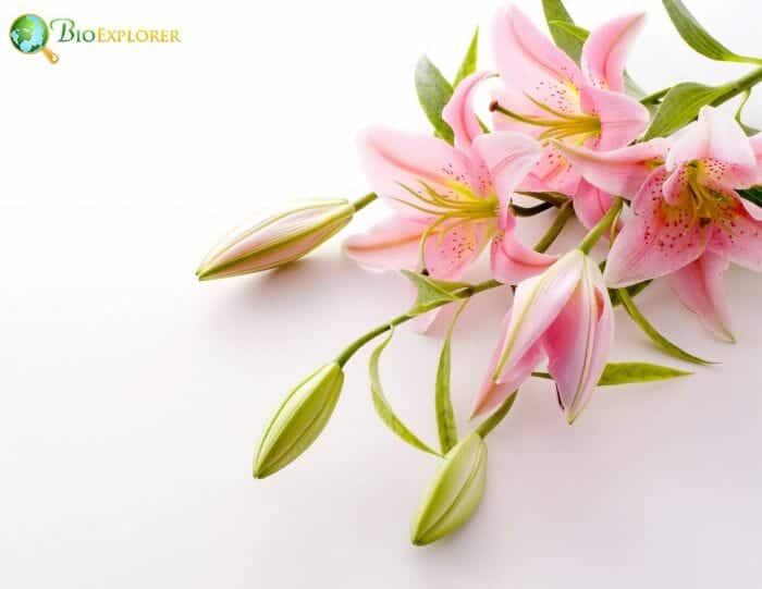 Tinsel Lilies Tinsel Lilies