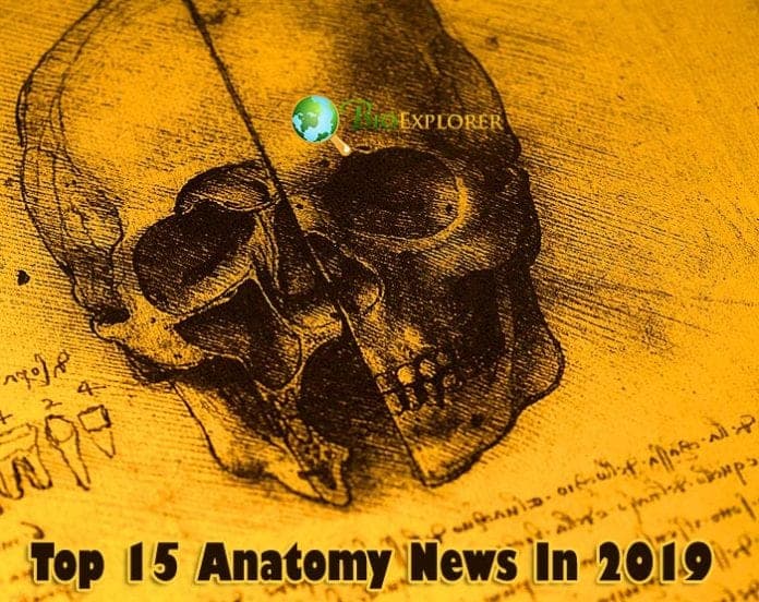 Top Anatomy News In 2019 Top Anatomy News In 2019