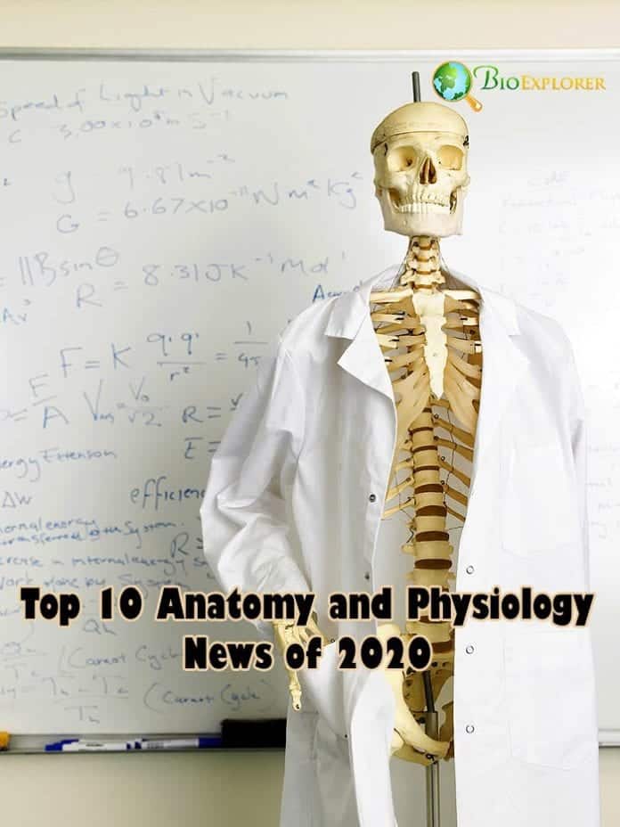 Top 10 Anatomy/Physiology News in 2020 Top 10 Anatomy/Physiology News in 2020