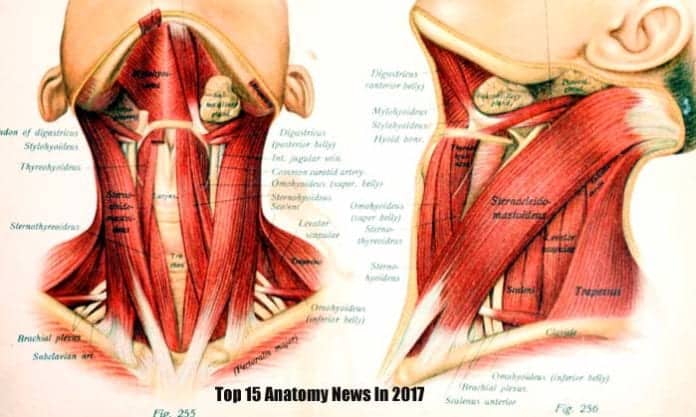 anatomy news for 2017
