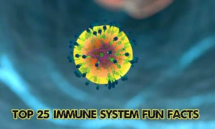 Top Immune System Fun Facts Top Immune System Fun Facts