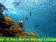 Top Marine Biology Colleges