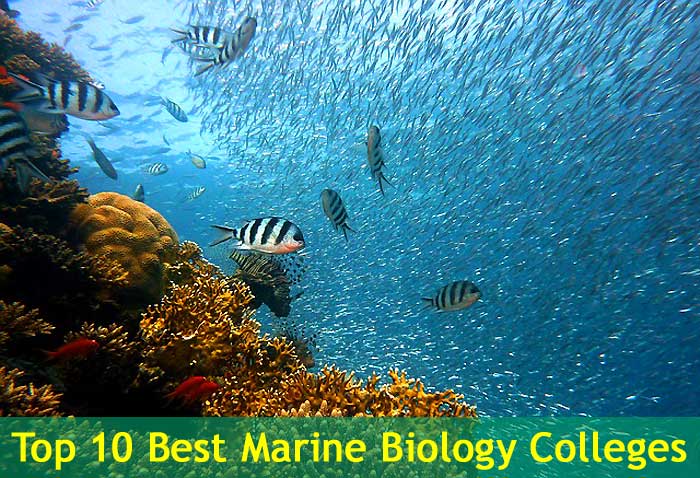 Top 10 BEST Marine Biology Colleges In The USA In 2024