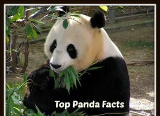 Interesting Facts About Pandas
