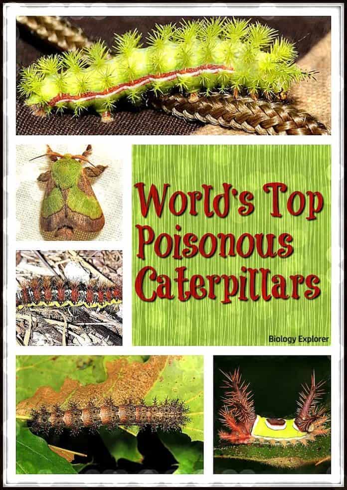 World S Top 15 Poisonous Caterpillars Venomous Caterpillars