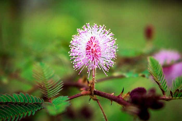 Touch-me-not Plant Touch-me-not Plant