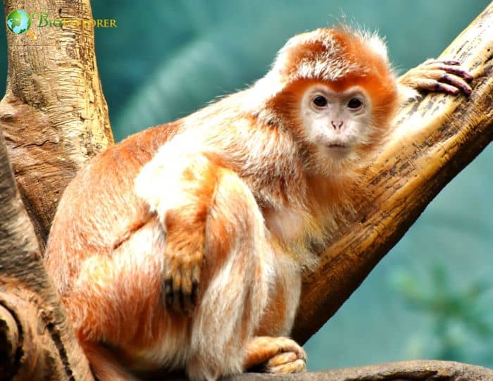 Trachypithecus Auratus Trachypithecus Auratus