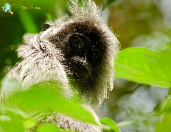 Trachypithecus Cristatus Trachypithecus Cristatus