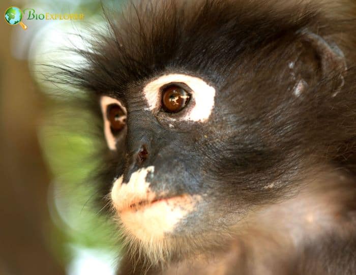Trachypithecus Obscurus Trachypithecus Obscurus