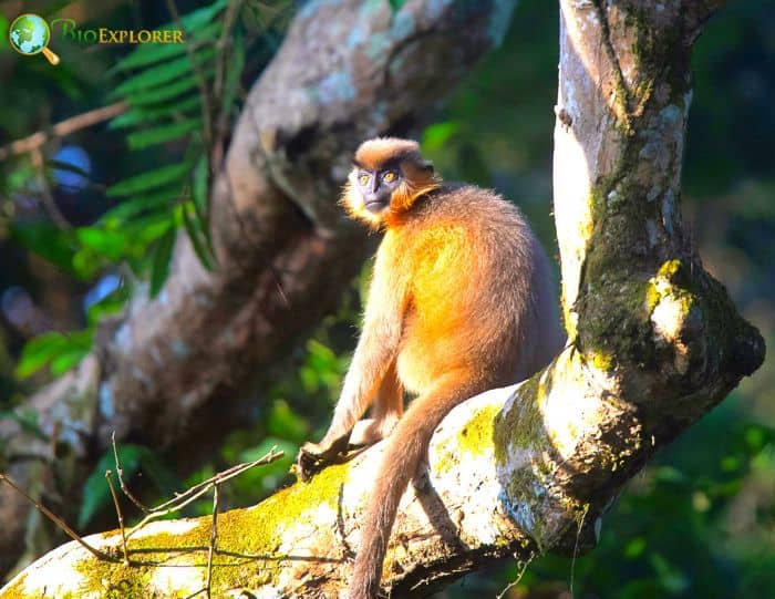 Trachypithecus Pileatus