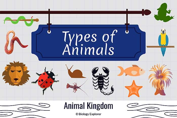 Types of animals