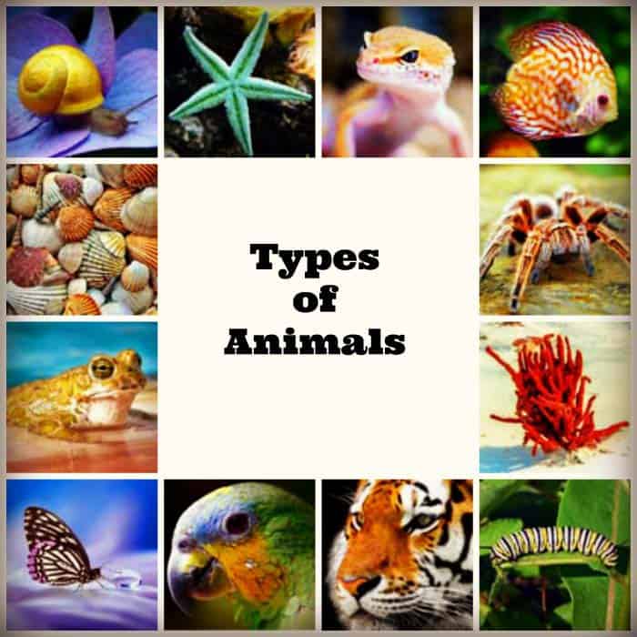 Types of Animals and Their Characteristics | Biology Explorer