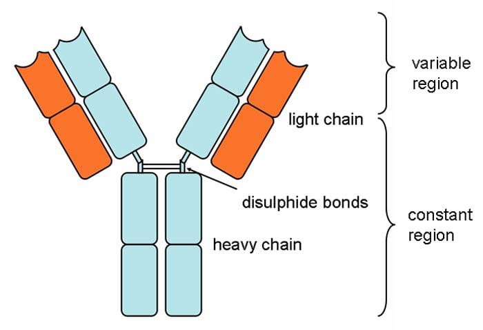 of Antibodies in Blood | Properties, & Functions