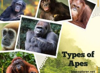Types of Apes Types of Apes
