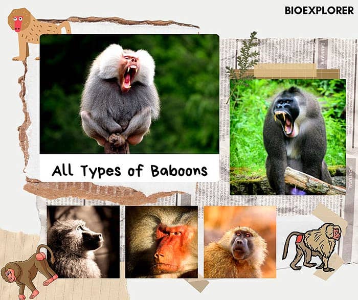 types of baboons