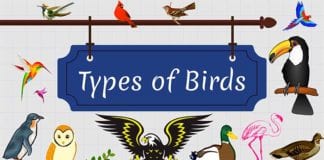 40 Different Types of Birds Types of Birds