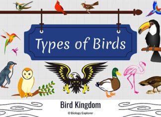 40 Different Types of Birds Types of Birds