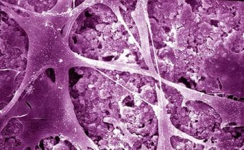 types of bone cells