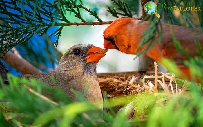 Types Of Cardinals Types Of Cardinals
