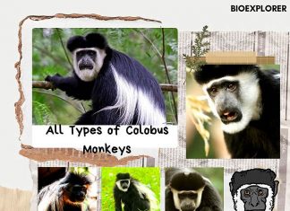 types of colobus monkeys