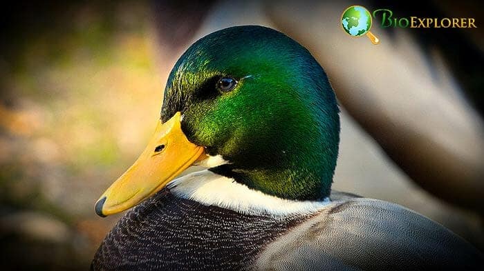 Types Of Ducks Types Of Ducks