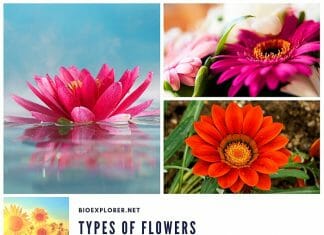 Types of Flowers