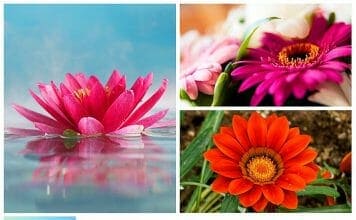 Types of Flowers