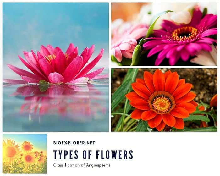 types of flowers