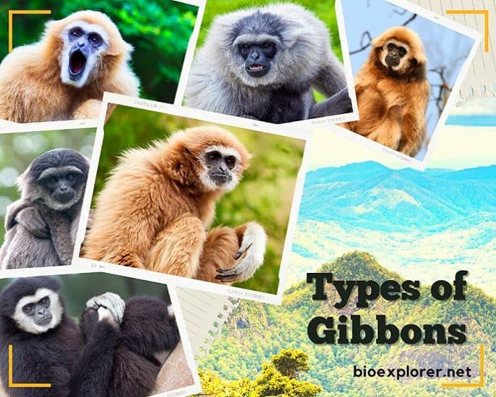 Types of Gibbons Lesser Apes Gibbon Species BioExplorer Types of Gibbons Lesser Apes Gibbon Species BioExplorer