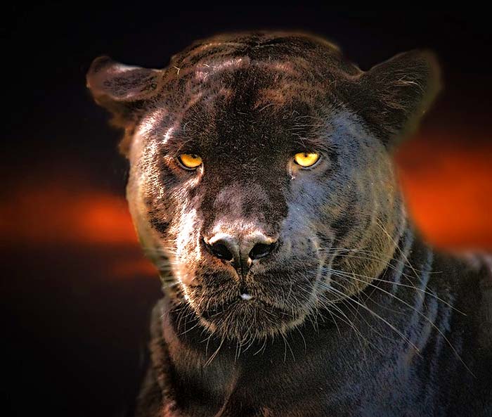 Types of Jaguars (Black Panther) Types of Jaguars (Black Panther)
