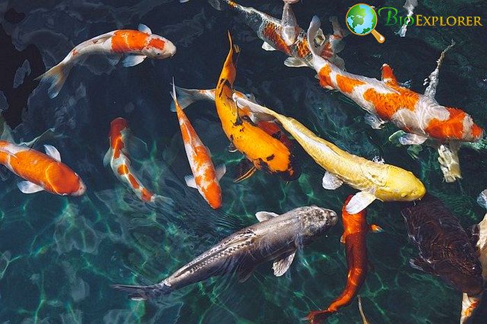 Types Of Koi Fish Types Of Koi Fish