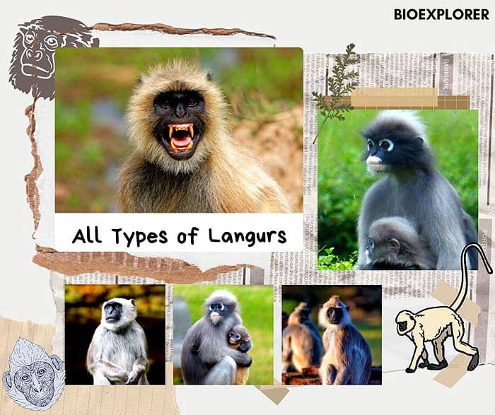 types of langurs