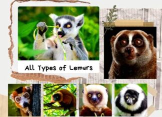 Types of Lemurs types of lemurs