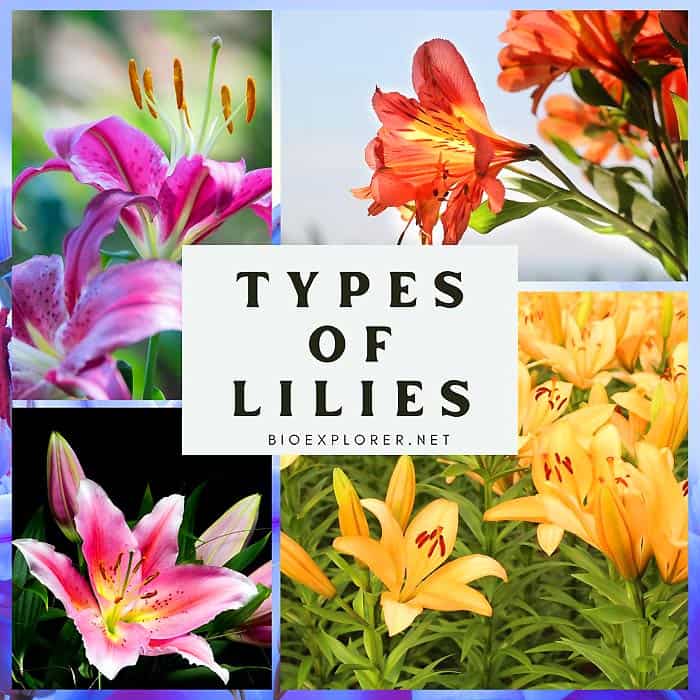 flower types and meanings