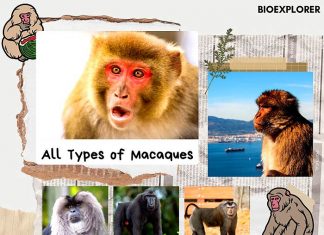 Types of Macaques